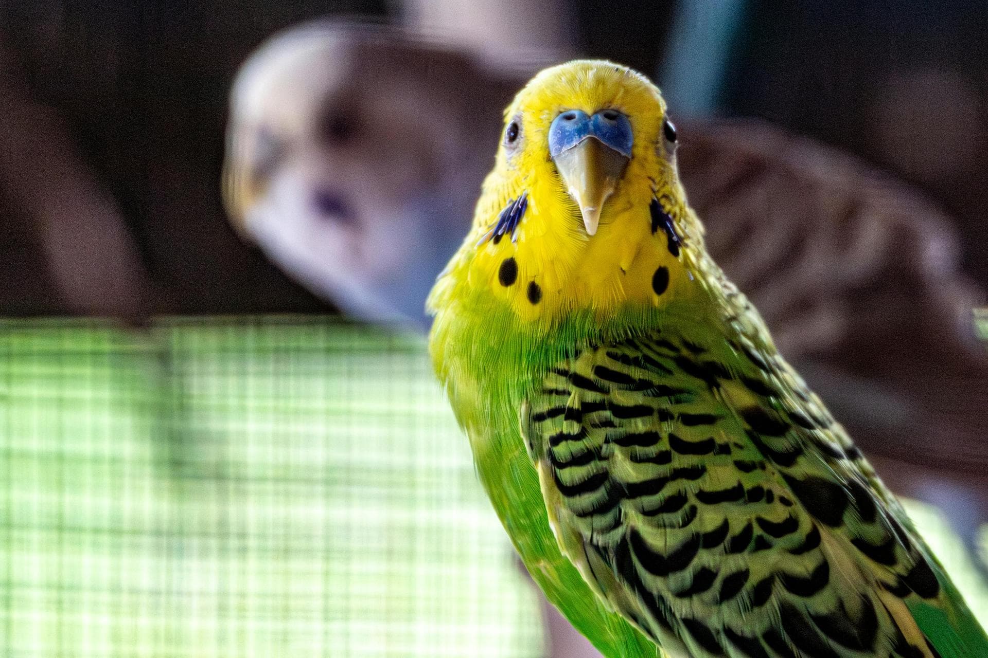 Best Vets in Carrickfergus